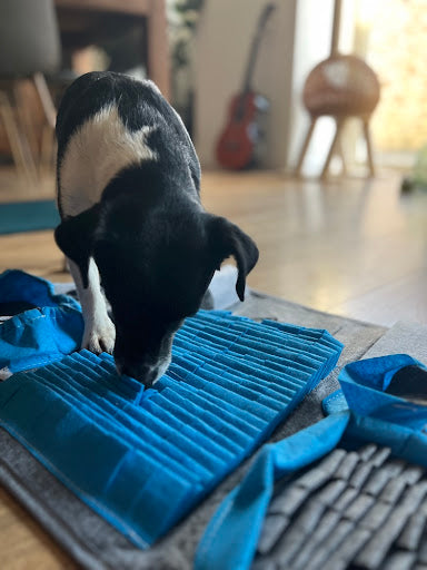 Kit fouille et mâchouille